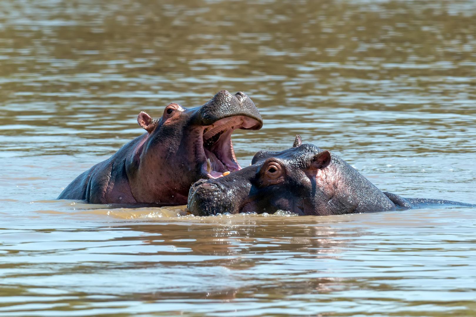 Hippos Yawning